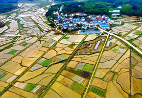 ��Ԋ�箋 ���Ľ��������l�崺���D