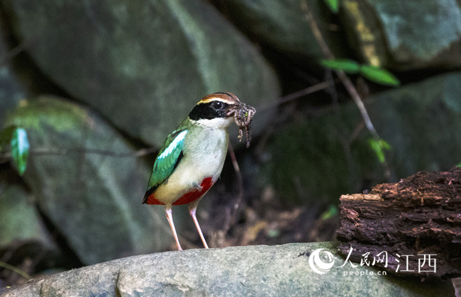 江西省九江市武寧縣攝影愛好者在伊山自然保護區拍攝到了鳥中“美女”仙八色鶇。(黃林秀/攝)