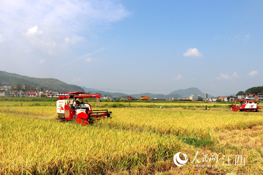 農機手在田間收割 歐陽林攝