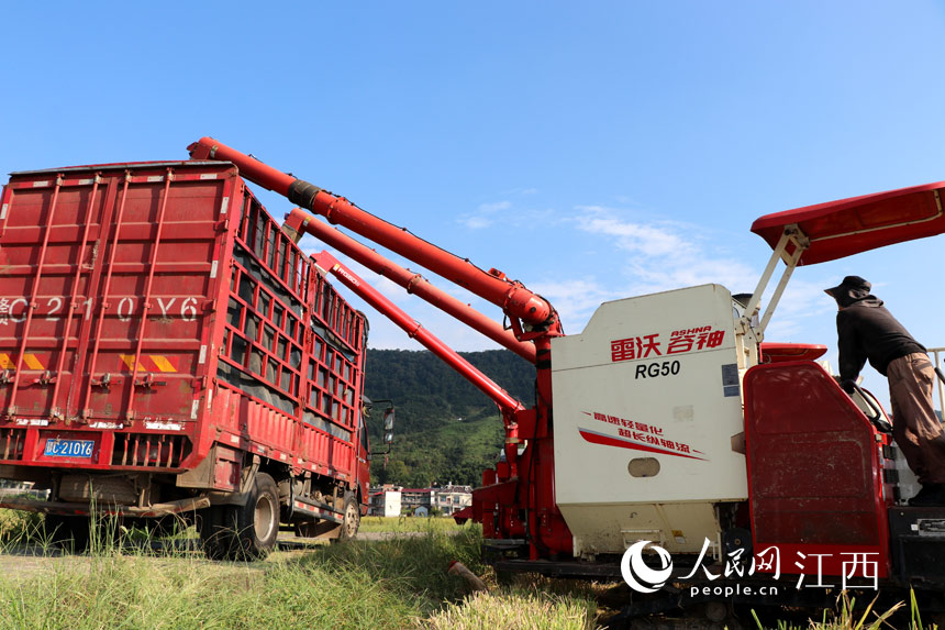 農機手在田間收割 歐陽林攝