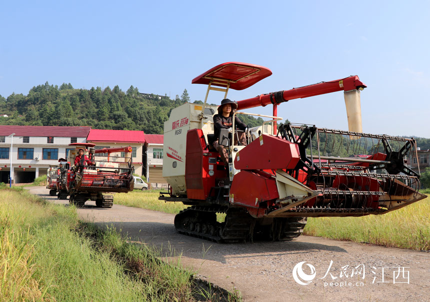 農機手在田間收割 歐陽林攝