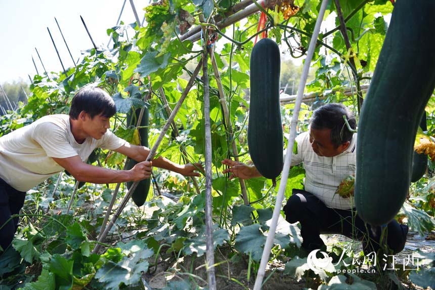 ڶϷNֲMg@Щ߀ʮܲժ W rz