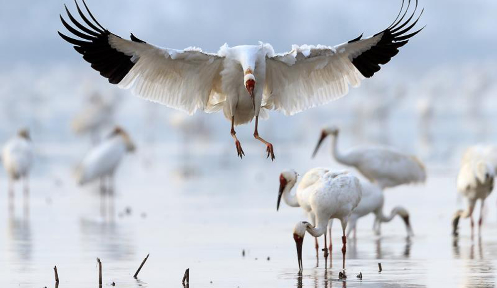 大批候鳥遷徙到鄱陽湖自然保護區越冬