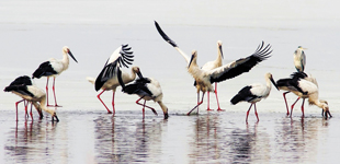 聚焦第二屆鄱陽湖國際觀鳥周        12月11日至13日,第二屆鄱陽湖國際觀鳥周活動將在九江、南昌、上饒舉辦?！鹃喿x】