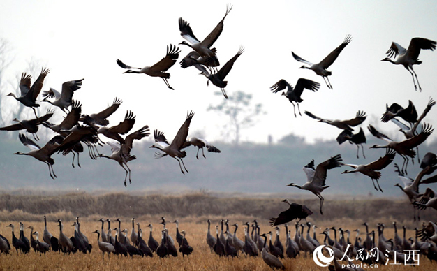 鄱陽湖越冬候鳥將超70萬余只