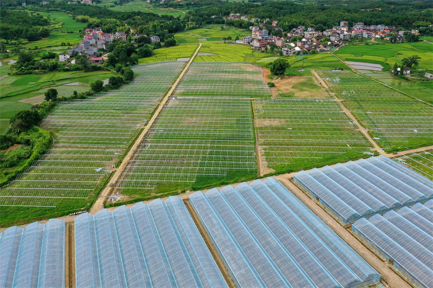 航拍樂安縣增田鎮長江村蔬菜大棚。黃煜攝