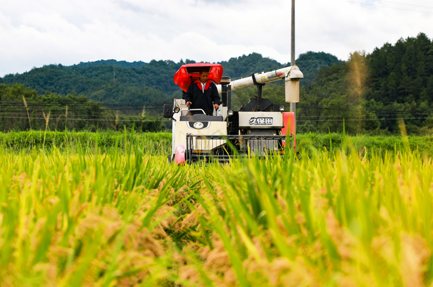 全南縣陂頭鎮早稻成熟，收割機在田間忙碌穿梭。李國強攝