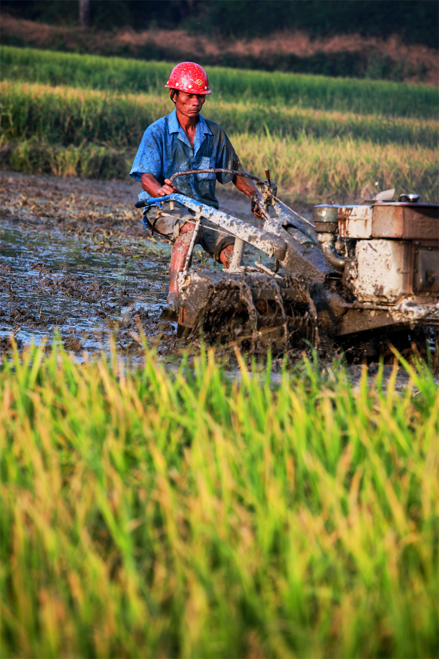 農戶正在忙著“雙搶”。黃煜攝