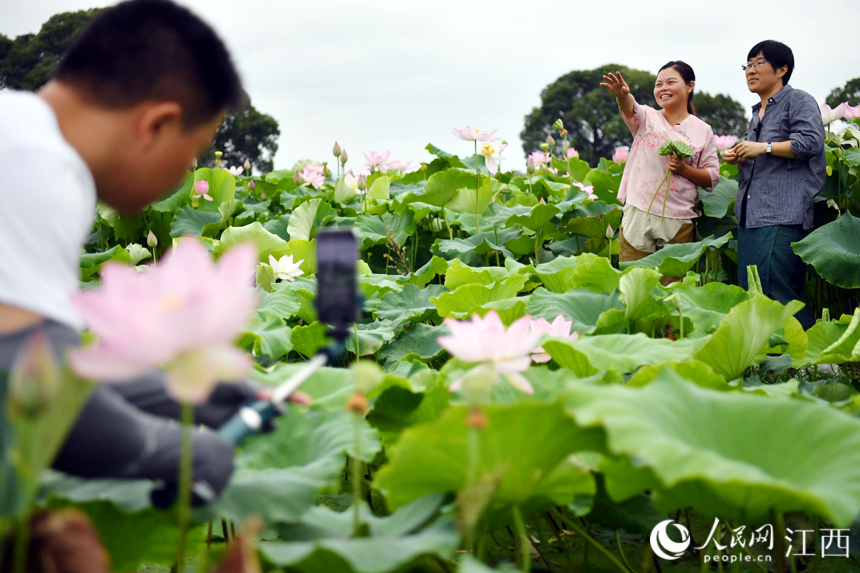 一位村民正在蓮池內直播，通過網絡平臺拓寬銷路。 人民網 時雨攝