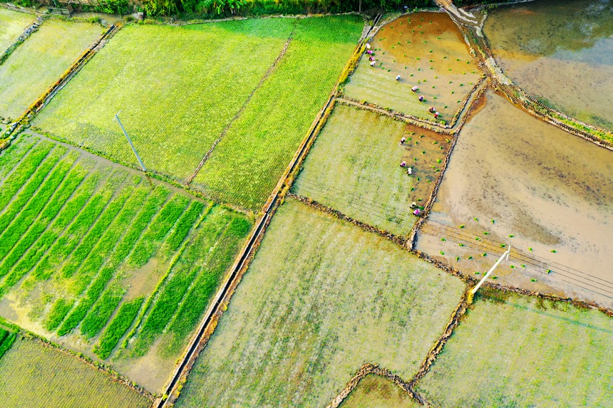 農民們在田間忙著搶插晚稻。李凡欽攝