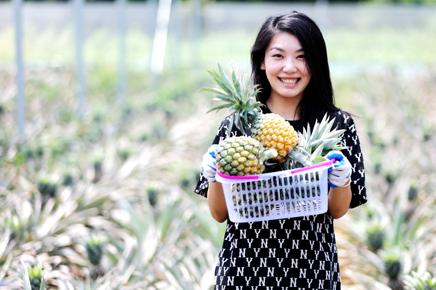 游客在采摘成熟的鳳梨。何江華攝
