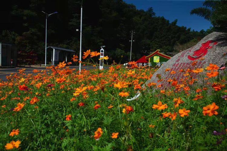 鮮花扮靚南昌灣里深山處的鄉村。  灣里管理局 供圖