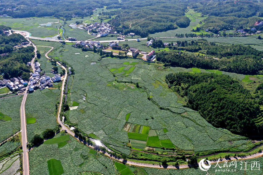 航拍“嵌”在蓮池中的姚西村宛若一幅靜謐的山水畫。 人民網 時雨攝
