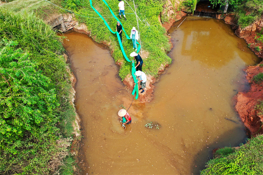仰山村干部群眾將水泵放入肖江支流之中，抽取江水進入灌區渠道內用于澆灌干裂的稻田。周亮攝