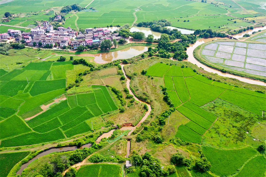 仰山村干部群眾將水泵放入肖江支流之中，抽取江水進入灌區渠道內用于澆灌干裂的稻田。周亮攝