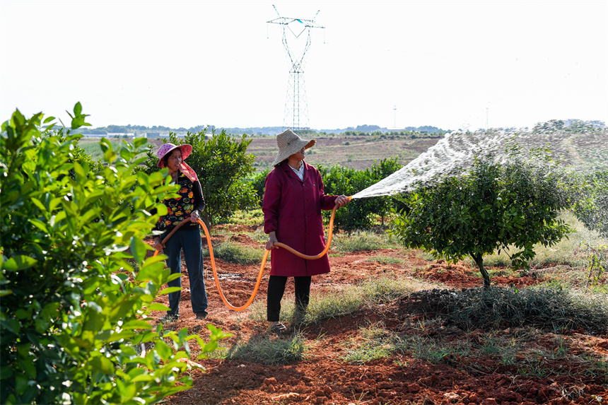 農戶在給柑橘澆水“解渴”。周亮攝