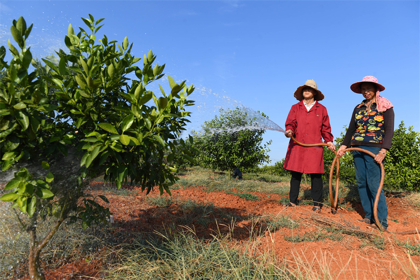 農戶在給柑橘澆水“解渴”。周亮攝