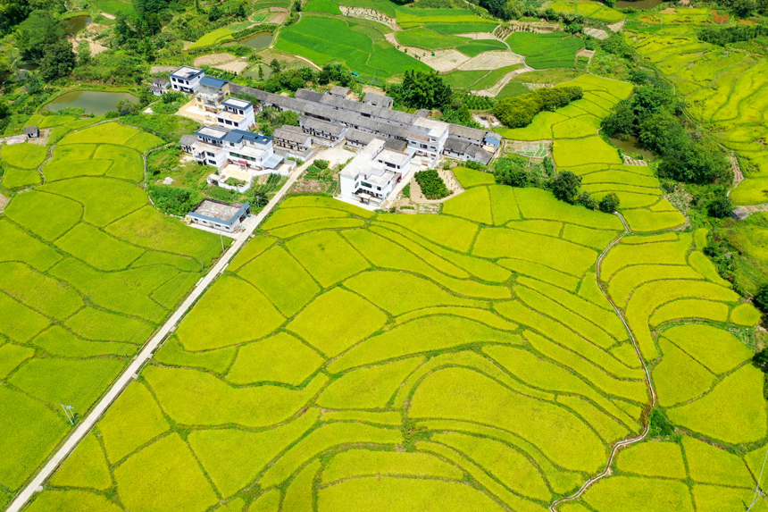 航拍江西省贛州市全南縣城廂鎮黃埠村農田，美不勝收。李凡欽攝