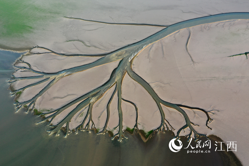 航拍鄱陽湖核心湖區金溪湖，大小湖汊如經絡般向主航道延伸。 人民網 時雨攝