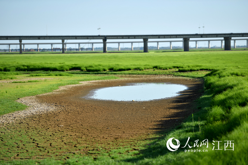 高溫少雨加上蒸發量大，湖內低洼處形成水坑。 人民網 時雨攝