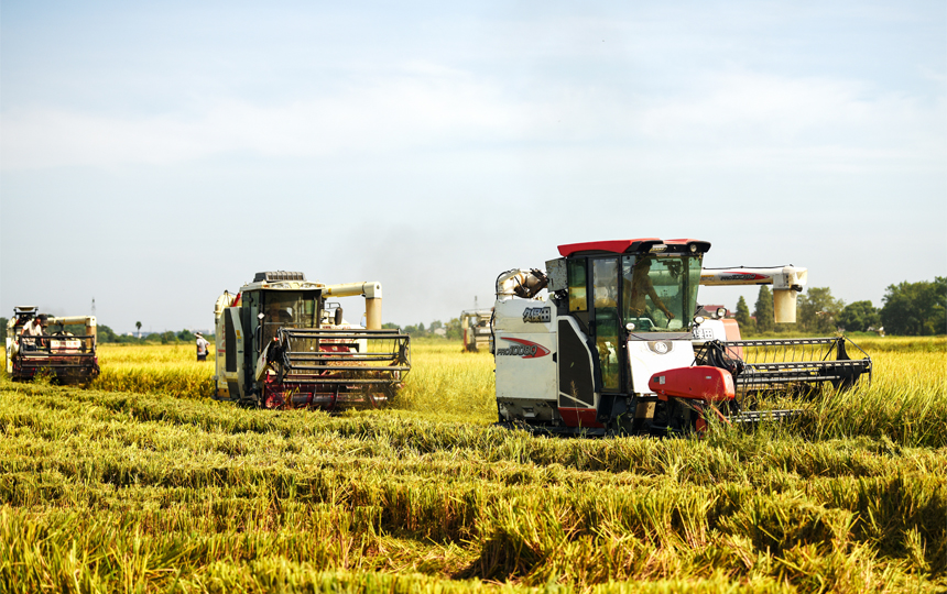 稻浪滾滾滿目金黃，一臺臺收割機正穿梭于田間作業。楊松 攝