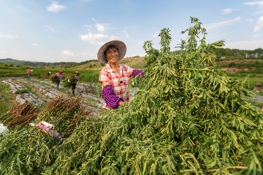 在永新縣蘆溪鄉平豐村甜葉菊種植基地，村民在收割甜葉菊。周亞茂攝