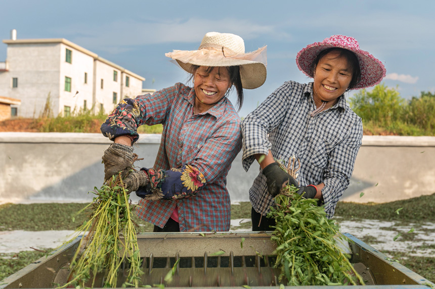 在永新縣蘆溪鄉平豐村，村民把剛收割的甜葉菊放在脫葉機上脫葉。周亞茂攝