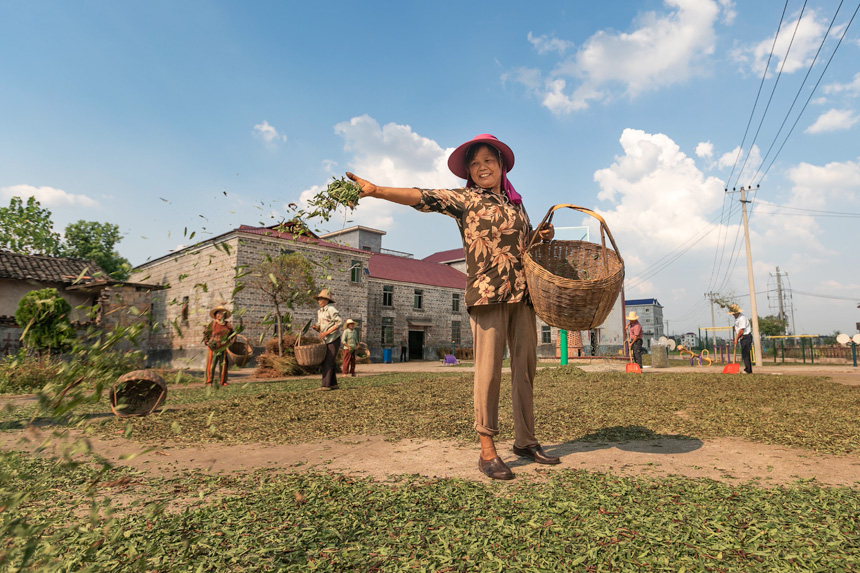 在永新縣蘆溪鄉平豐村，村民在晾曬甜葉菊。周亞茂攝