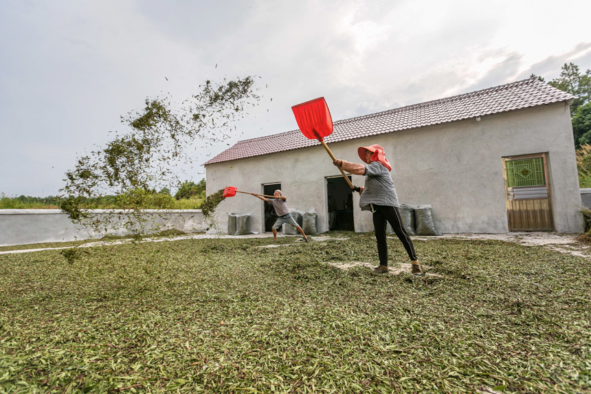 在永新縣蘆溪鄉平豐村，村民在晾曬甜葉菊。周亞茂攝