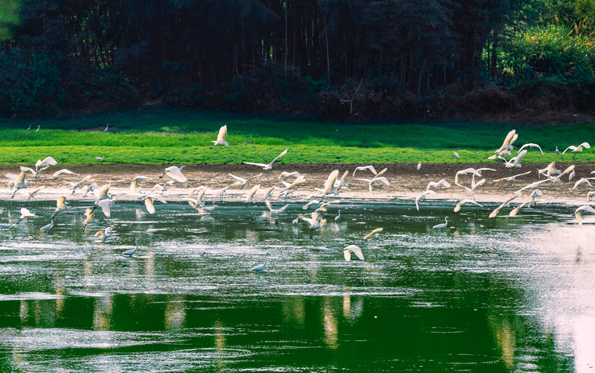 成群的白鷺在山塘里覓食嬉戲，呈現出一派美麗和諧的生態畫卷。周亞茂攝