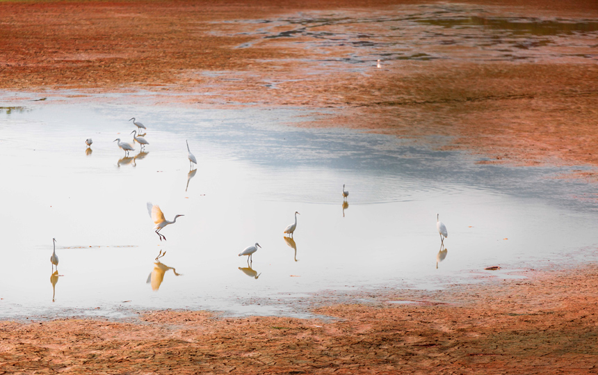 成群的白鷺在山塘里覓食嬉戲，呈現出一派美麗和諧的生態畫卷。周亞茂攝