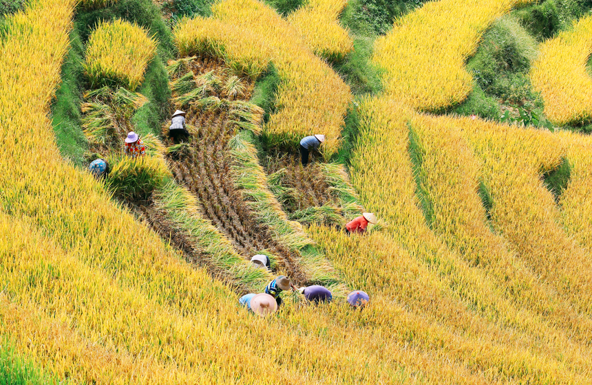 水稻喜開鐮，豐收暖人心。嚴毅君攝