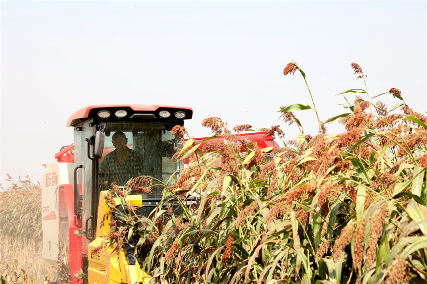 彭澤縣棉船鎮紅高粱陸續成熟，呈現繁忙豐收景象。凌云攝
