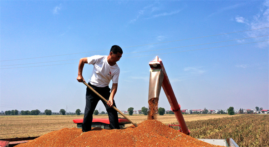 彭澤縣棉船鎮紅高粱陸續成熟，呈現繁忙豐收景象。凌云攝