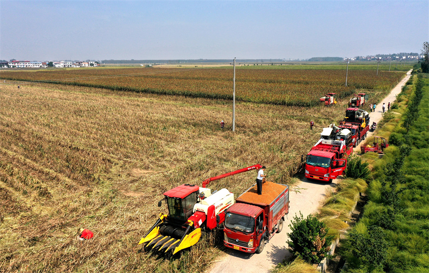 彭澤縣棉船鎮紅高粱陸續成熟，呈現繁忙豐收景象。凌云攝