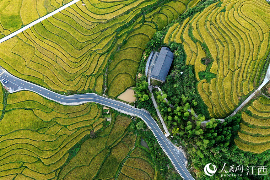 航拍鏡頭下的上堡梯田，田間金黃的稻谷開始進入收割期。 人民網 時雨攝