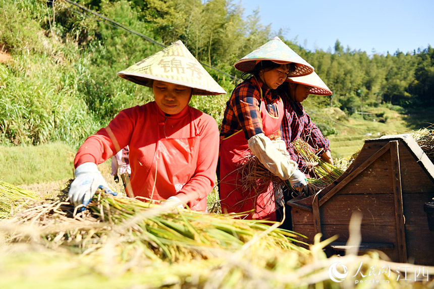 打谷機置于田間，村民們搶抓晴好天氣忙打谷。 ?人民網 時雨攝