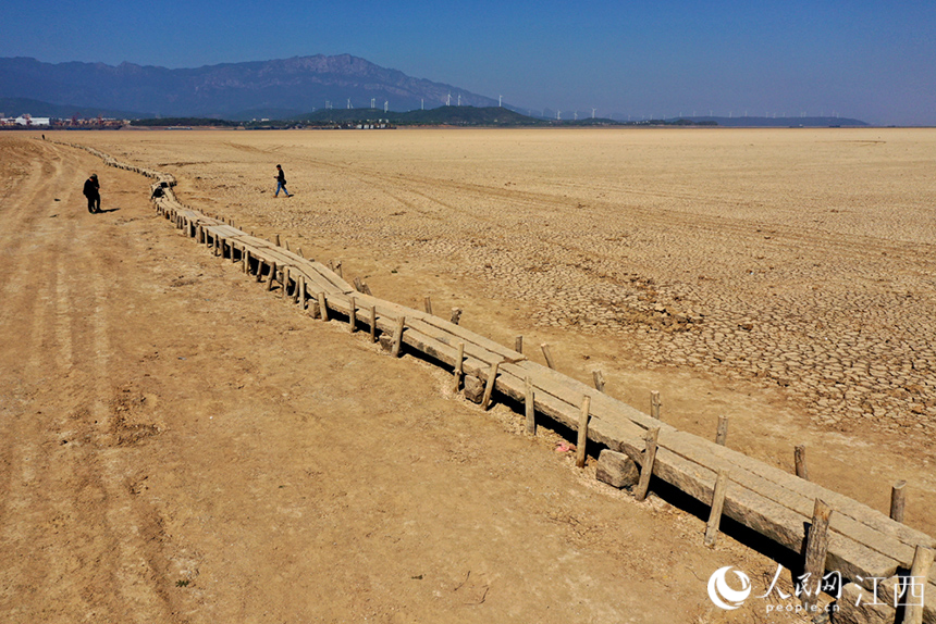 鄱陽湖水位持續走低，湖底的千眼古橋露出真容。 人民網 時雨攝