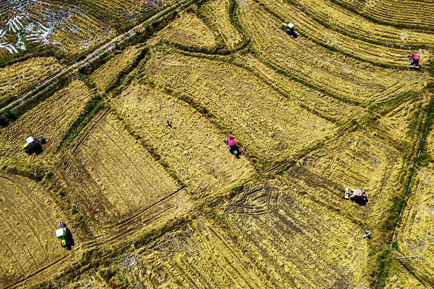 農戶駕駛著旋耕機在田里進行翻耕作業。吳志貴攝
