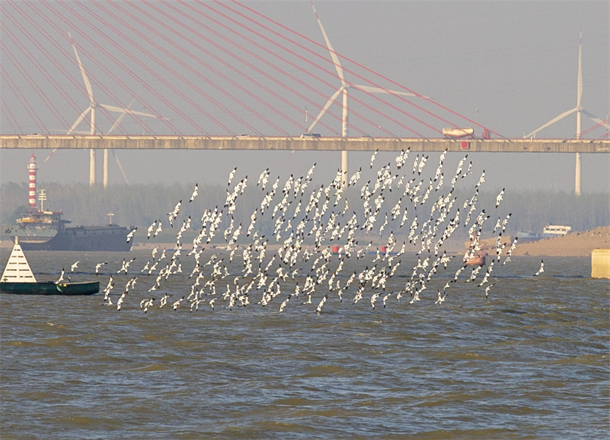 成群的反嘴鷸在鄱陽湖湖口水域。李學華攝