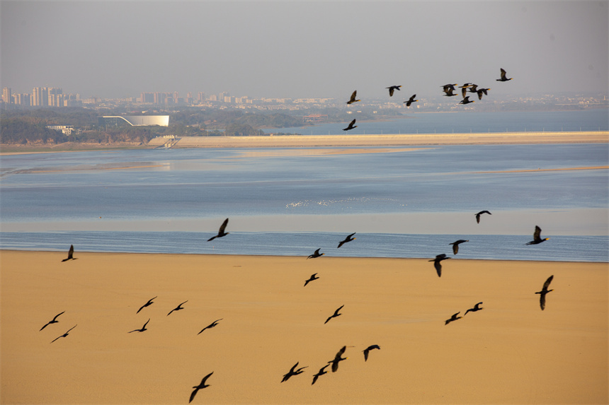 成群的黑鸕鶿和反嘴鷸在鄱陽湖湖口水域。李學華攝