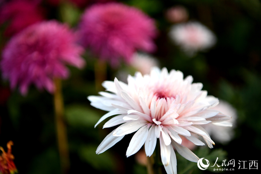 秋日里綻放的菊花。 人民網 時雨攝