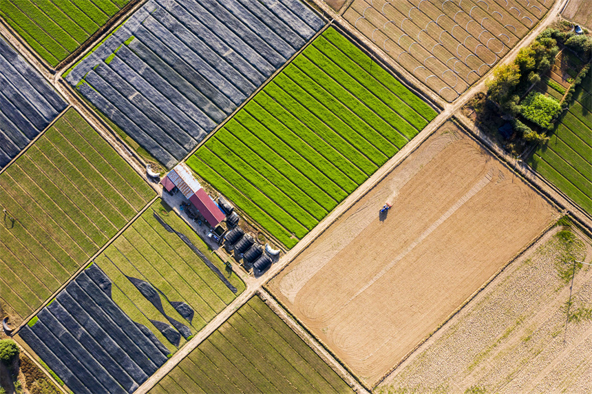 航拍黎蒿種植基地，景色美如畫。周亮攝