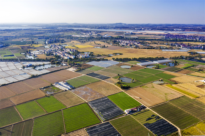 航拍黎蒿種植基地，景色美如畫。周亮攝