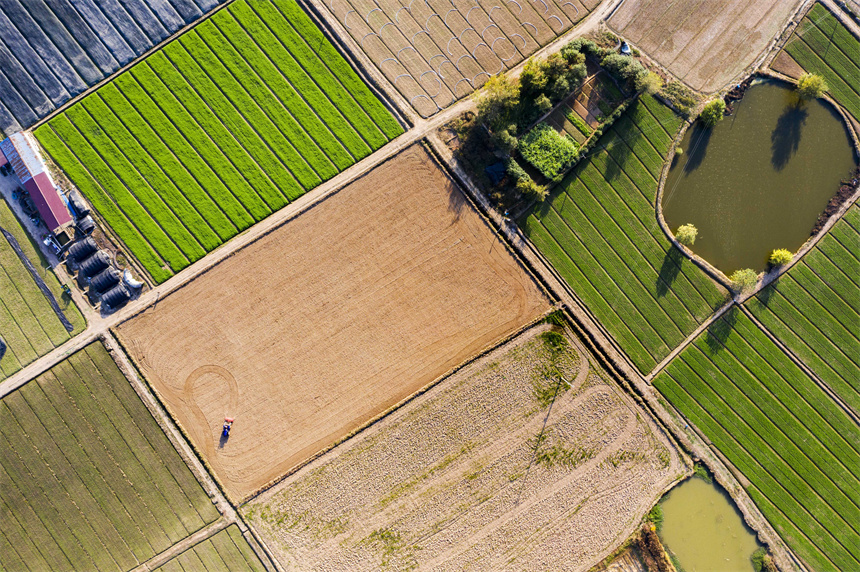 航拍黎蒿種植基地，景色美如畫。周亮攝