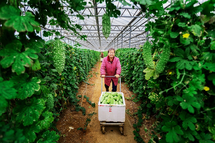 菜農在搬運蔬菜。周亞茂攝