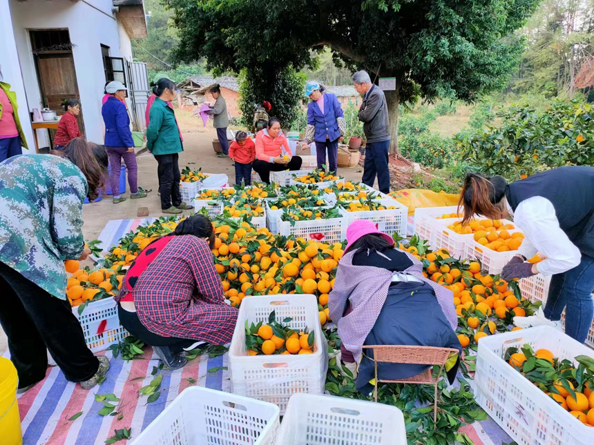 臍橙果農分揀臍橙慶豐收。曾小斌攝