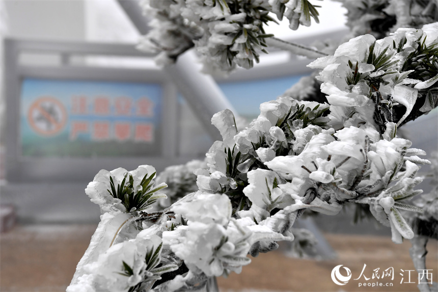 寒潮突襲，南昌梅嶺高處出現霧凇景觀。 人民網 時雨攝