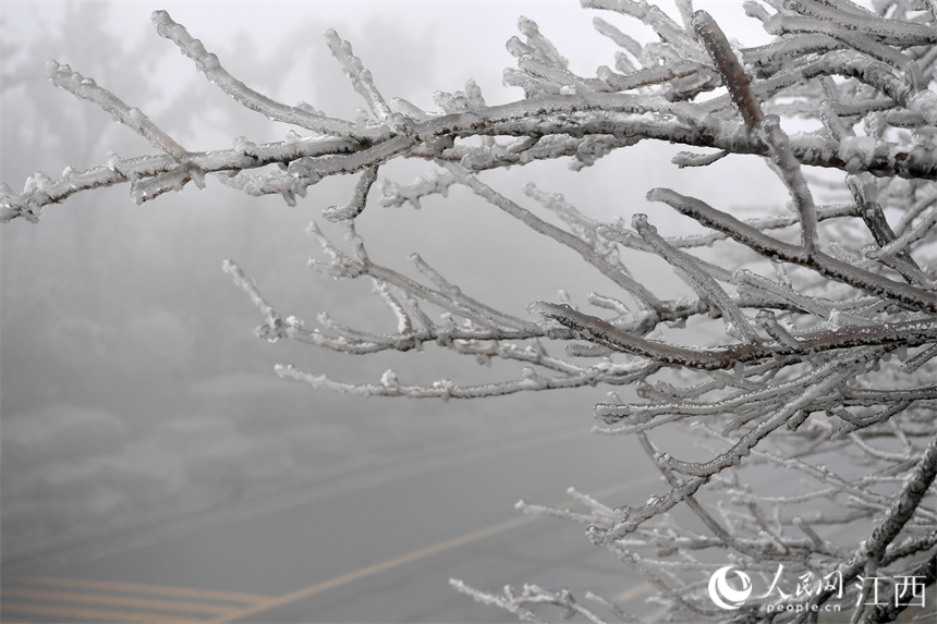 寒潮突襲，南昌梅嶺高處出現霧凇景觀。 人民網 時雨攝