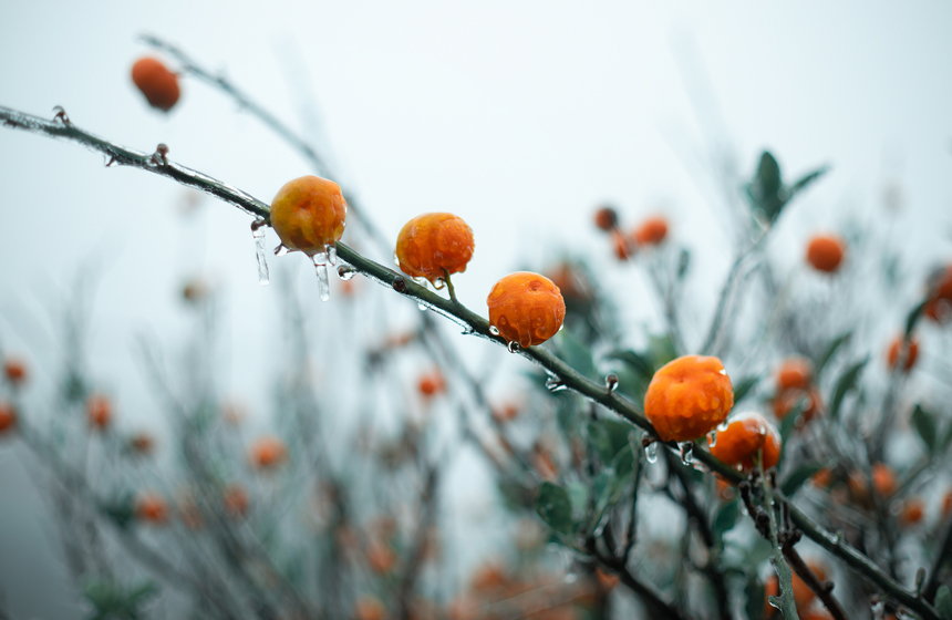 江西南豐現冰掛景象，桔子覆蓋上了一層冰凌。謝衛民攝